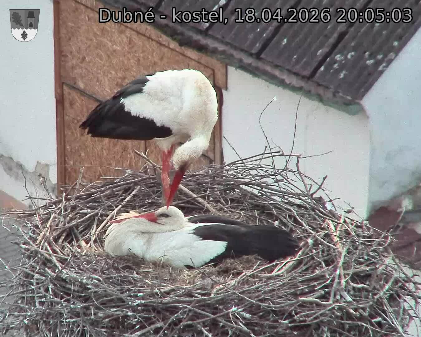 Capi_Dubne_20260418_200503.jpg (1350&nbsp;x&nbsp;1080)