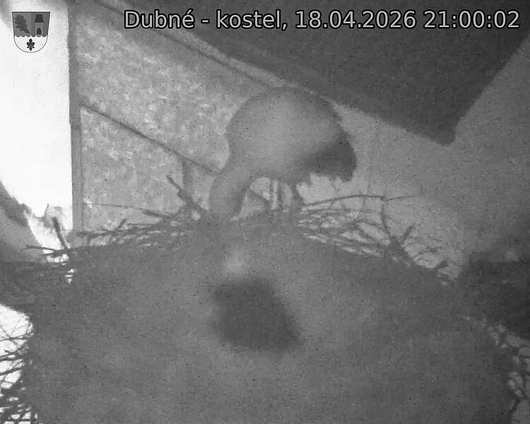 Capi_Dubne_20260418_210002.jpg (1350&nbsp;x&nbsp;1080)