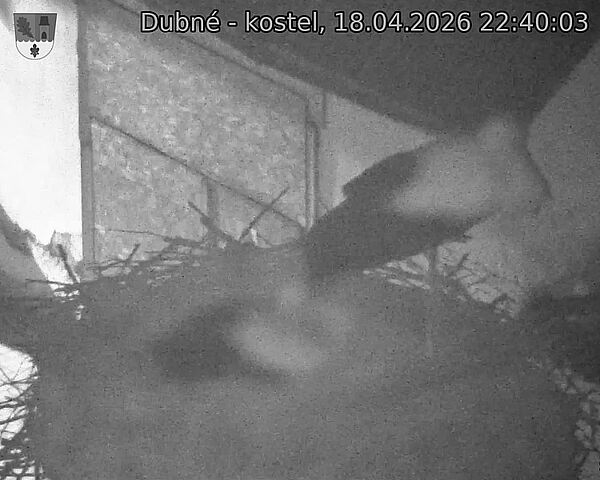 Capi_Dubne_20260418_224003.jpg (1350&nbsp;x&nbsp;1080)