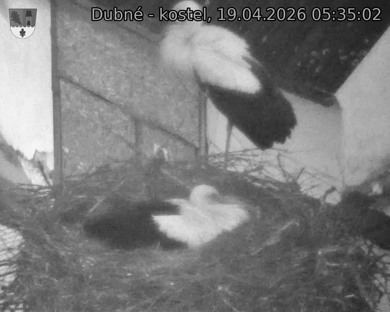Capi_Dubne_20260419_053502.jpg (1350&nbsp;x&nbsp;1080)