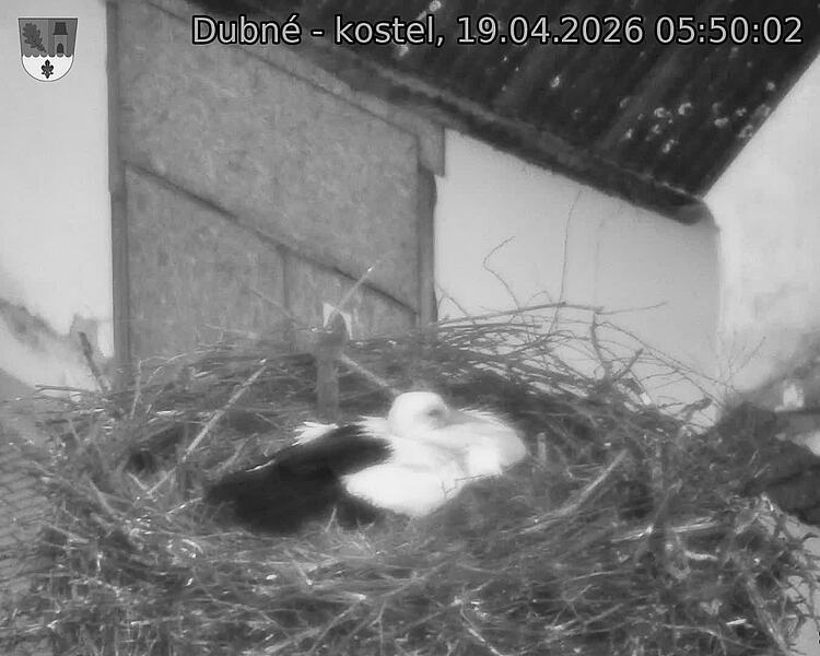 Capi_Dubne_20260419_055002.jpg (1350&nbsp;x&nbsp;1080)