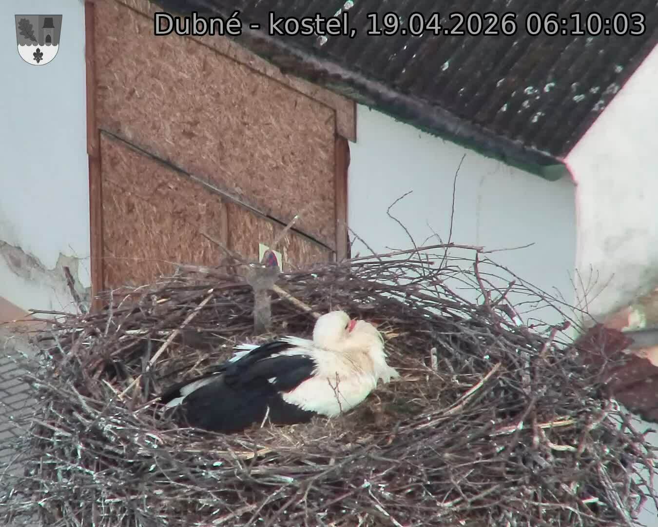 Capi_Dubne_20260419_061003.jpg (1350&nbsp;x&nbsp;1080)