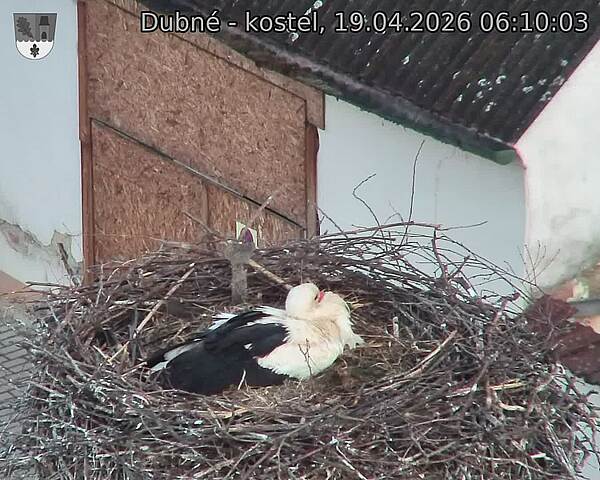 Capi_Dubne_20260419_061003.jpg (1350&nbsp;x&nbsp;1080)