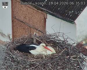 Capi_Dubne_20260419_063503.jpg (1350&nbsp;x&nbsp;1080)