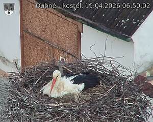 Capi_Dubne_20260419_065002.jpg (1350&nbsp;x&nbsp;1080)