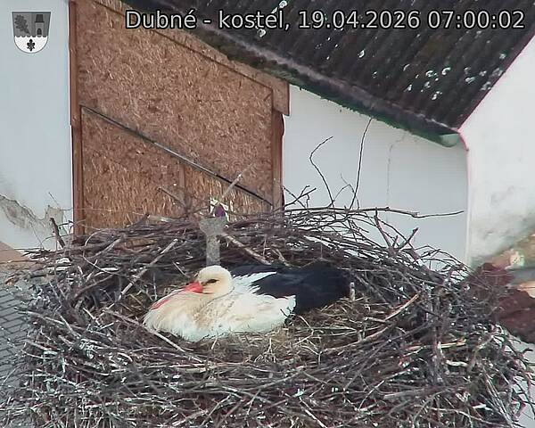 Capi_Dubne_20260419_070002.jpg (1350&nbsp;x&nbsp;1080)