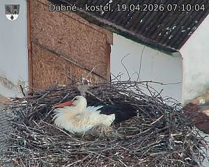 Capi_Dubne_20260419_071004.jpg (1350&nbsp;x&nbsp;1080)