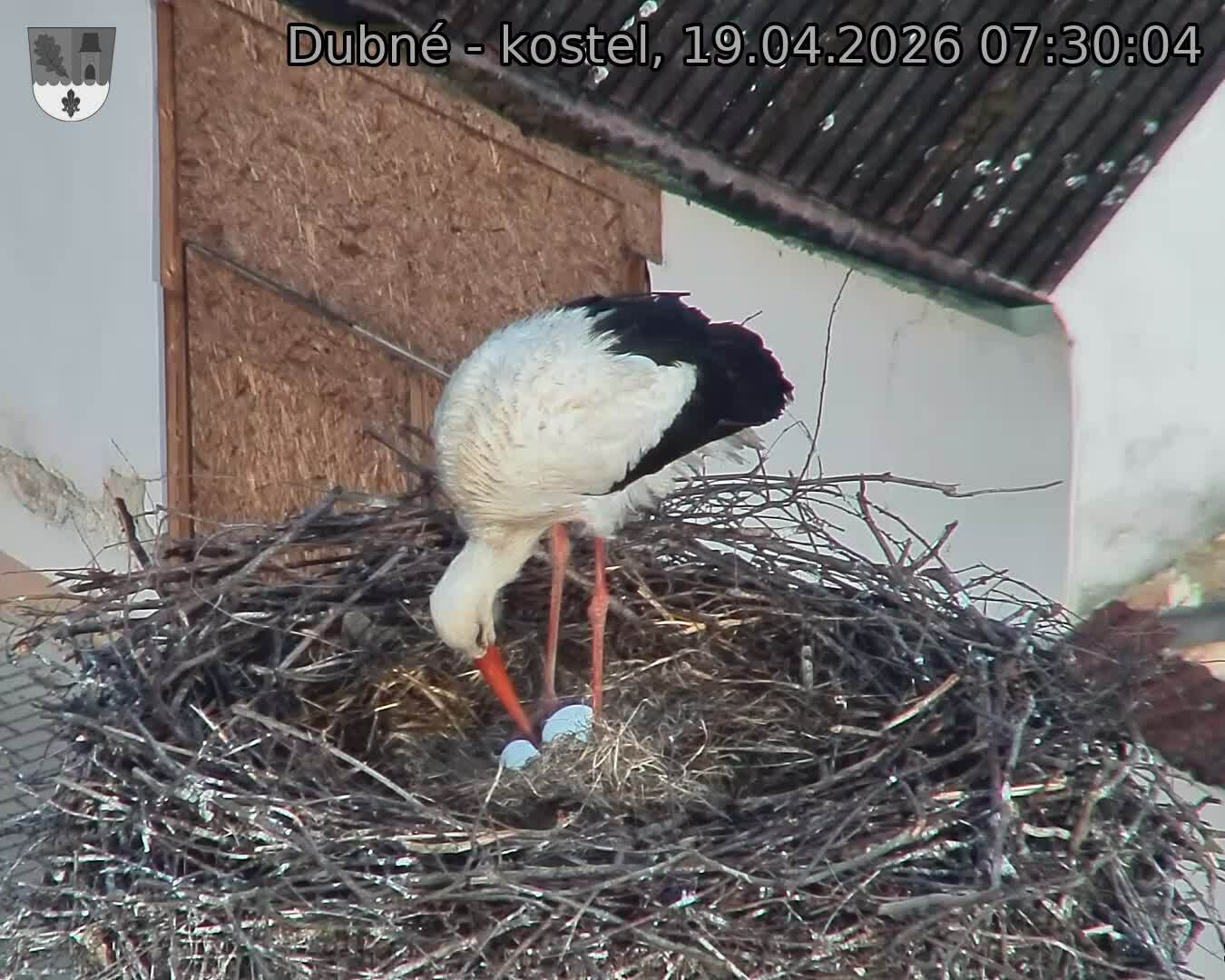 Capi_Dubne_20260419_073004.jpg (1350&nbsp;x&nbsp;1080)