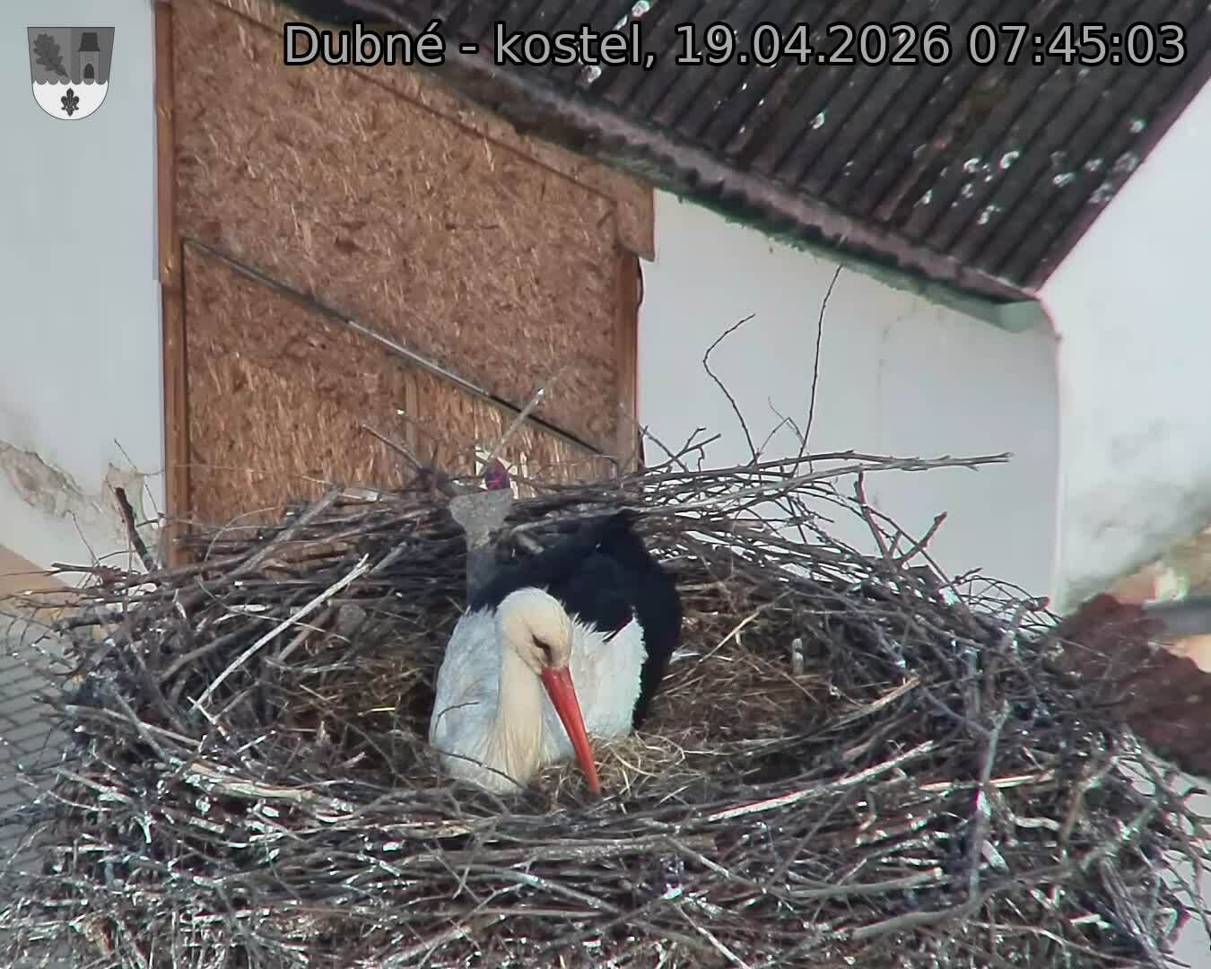 Capi_Dubne_20260419_074503.jpg (1350&nbsp;x&nbsp;1080)