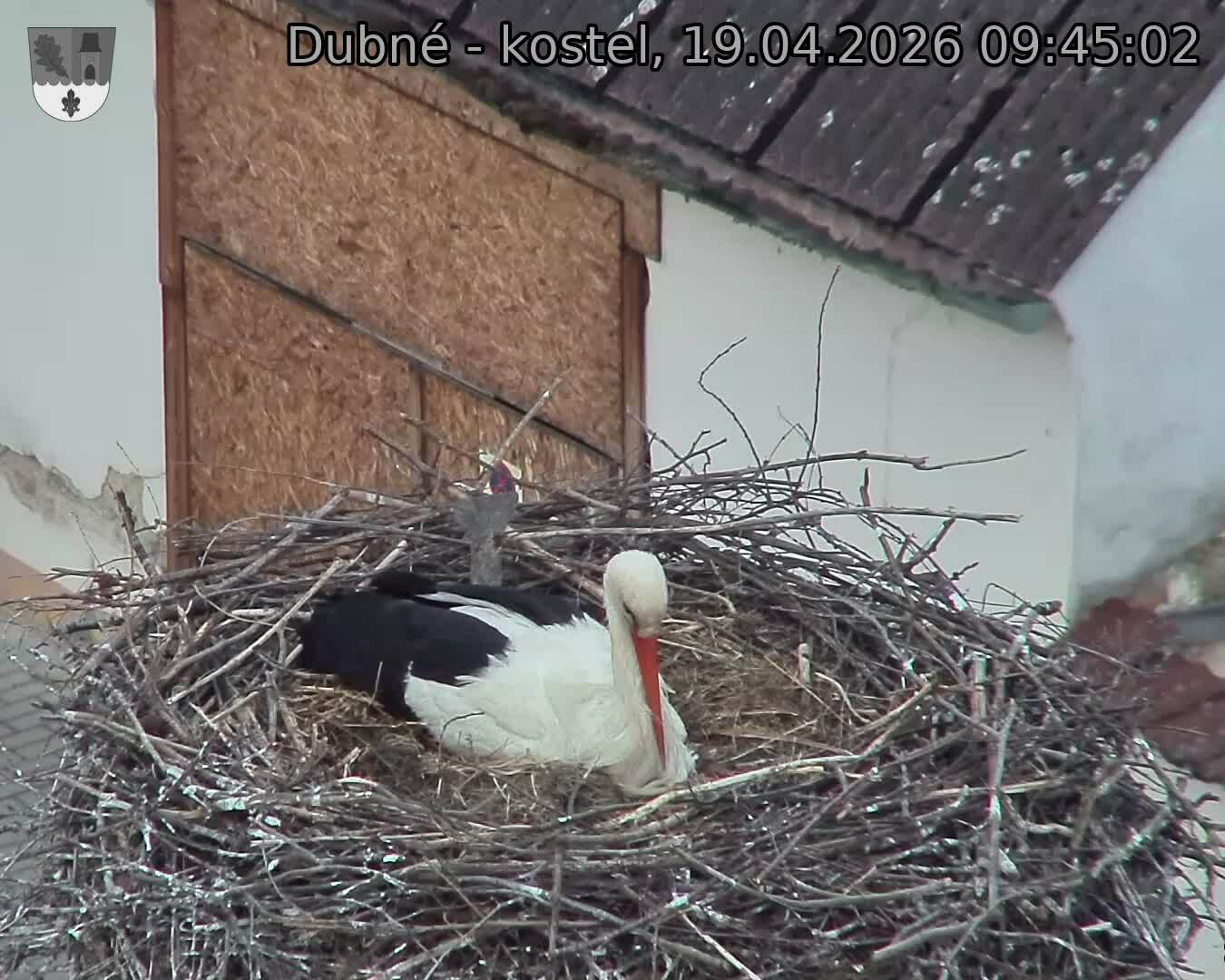 Capi_Dubne_20260419_094502.jpg (1350&nbsp;x&nbsp;1080)