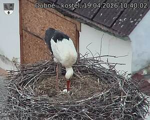 Capi_Dubne_20260419_104002.jpg (1350&nbsp;x&nbsp;1080)