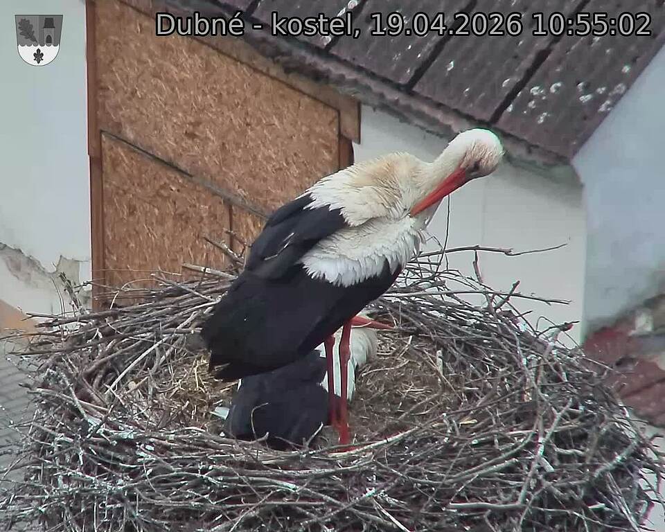 Capi_Dubne_20260419_105502.jpg (1350&nbsp;x&nbsp;1080)