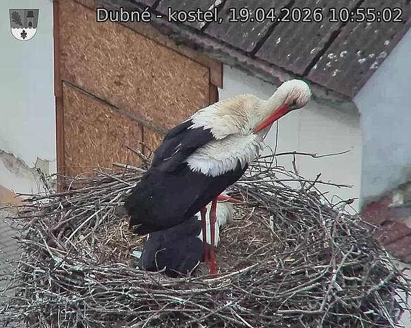 Capi_Dubne_20260419_105502.jpg (1350&nbsp;x&nbsp;1080)