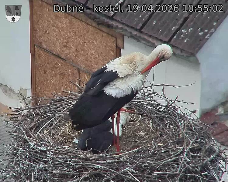 Capi_Dubne_20260419_105502.jpg (1350&nbsp;x&nbsp;1080)