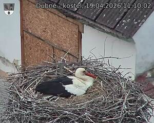 Capi_Dubne_20260419_111002.jpg (1350&nbsp;x&nbsp;1080)