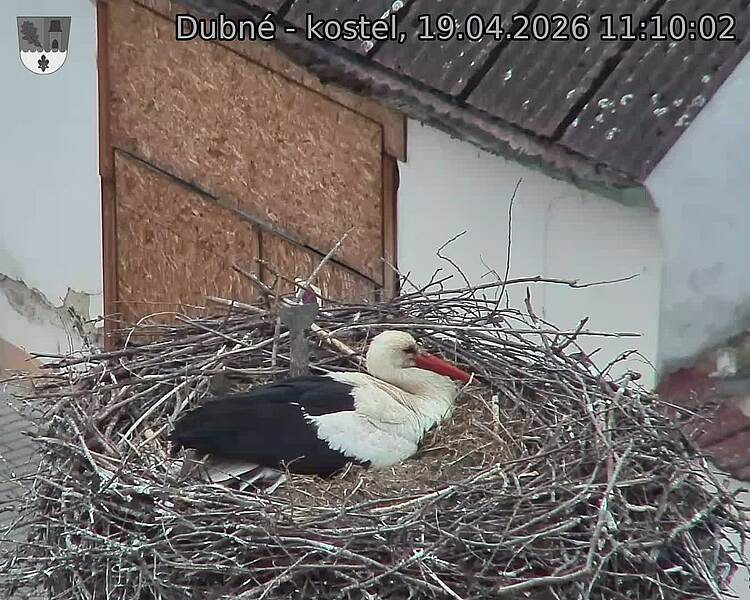 Capi_Dubne_20260419_111002.jpg (1350&nbsp;x&nbsp;1080)