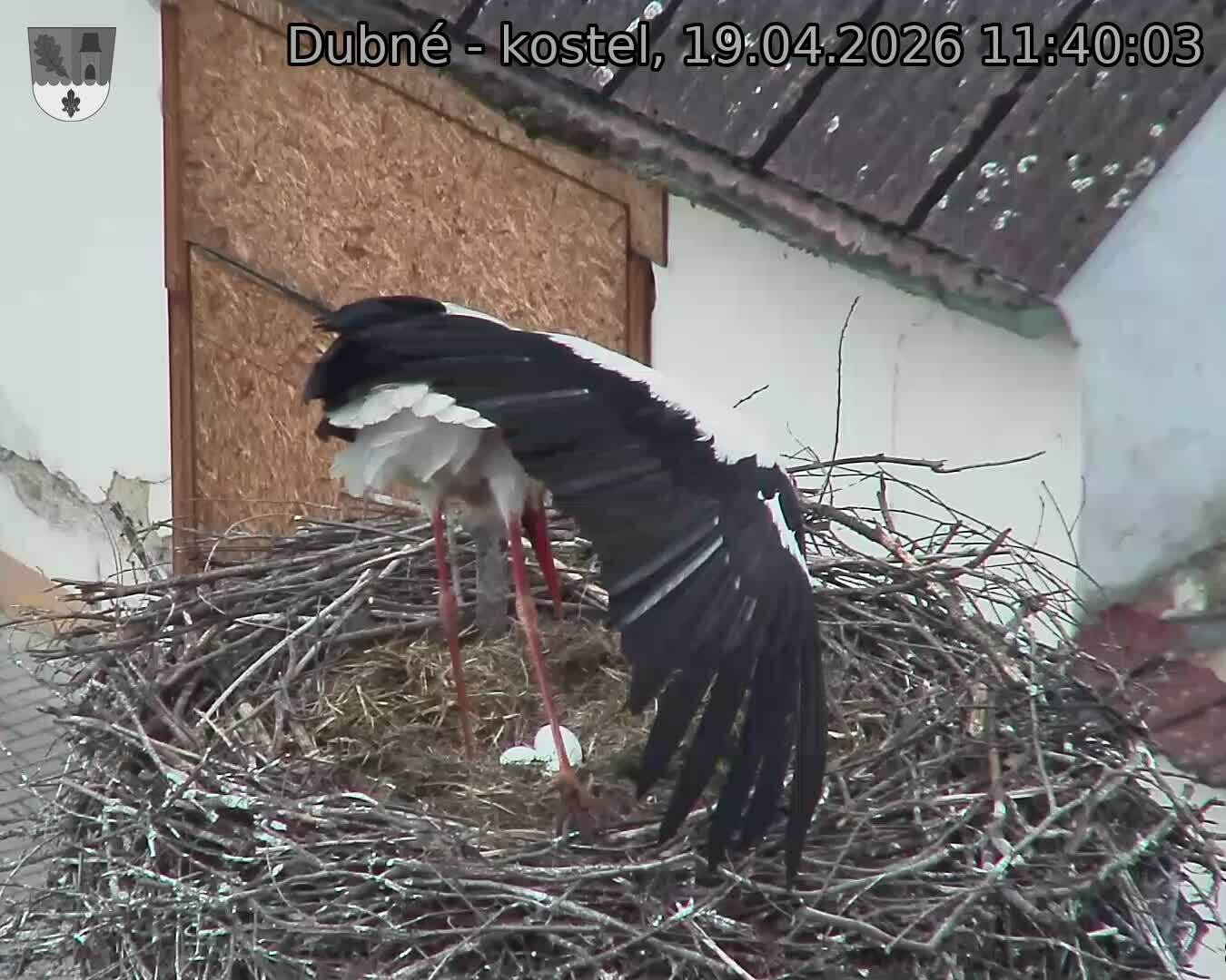 Capi_Dubne_20260419_114003.jpg (1350&nbsp;x&nbsp;1080)