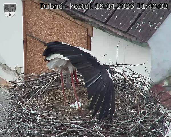 Capi_Dubne_20260419_114003.jpg (1350&nbsp;x&nbsp;1080)