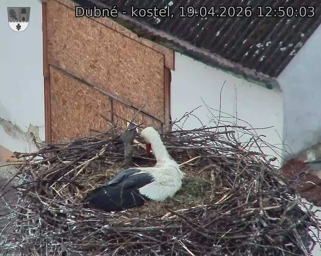 Capi_Dubne_20260419_125003.jpg (1350&nbsp;x&nbsp;1080)