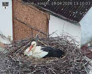 Capi_Dubne_20260419_131003.jpg (1350&nbsp;x&nbsp;1080)