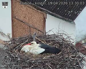 Capi_Dubne_20260419_133003.jpg (1350&nbsp;x&nbsp;1080)