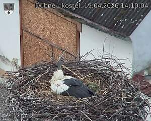 Capi_Dubne_20260419_141004.jpg (1350&nbsp;x&nbsp;1080)