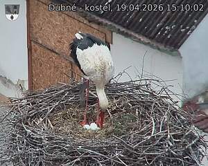 Capi_Dubne_20260419_151002.jpg (1350&nbsp;x&nbsp;1080)