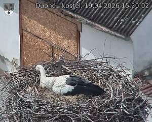 Capi_Dubne_20260419_152002.jpg (1350&nbsp;x&nbsp;1080)