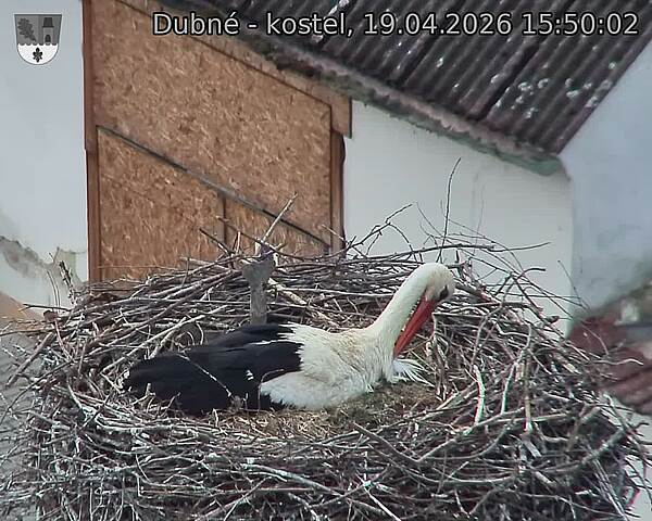 Capi_Dubne_20260419_155002.jpg (1350&nbsp;x&nbsp;1080)