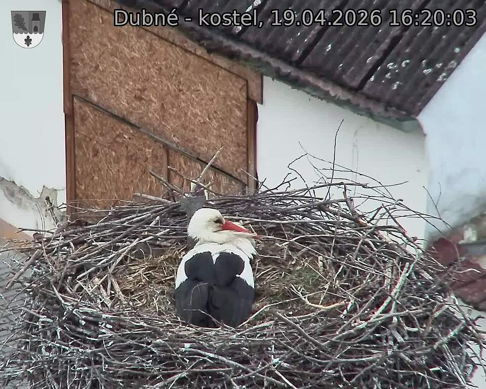 Capi_Dubne_20260419_162003.jpg (1350&nbsp;x&nbsp;1080)
