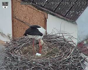 Capi_Dubne_20260419_165502.jpg (1350&nbsp;x&nbsp;1080)