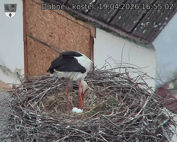 Capi_Dubne_20260419_165502.jpg (1350&nbsp;x&nbsp;1080)