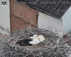 Capi_Dubne_20260419_171003.jpg (1350&nbsp;x&nbsp;1080)