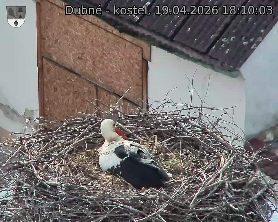 Capi_Dubne_20260419_181003.jpg (1350&nbsp;x&nbsp;1080)