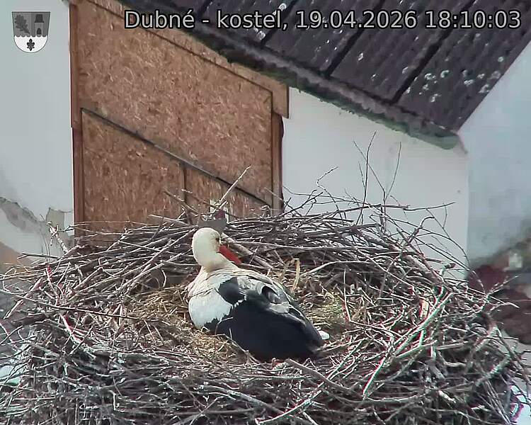 Capi_Dubne_20260419_181003.jpg (1350&nbsp;x&nbsp;1080)