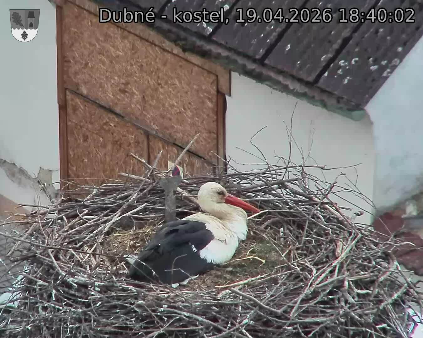 Capi_Dubne_20260419_184002.jpg (1350&nbsp;x&nbsp;1080)