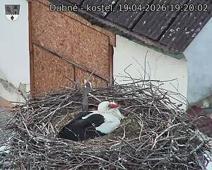 Capi_Dubne_20260419_192002.jpg (1350&nbsp;x&nbsp;1080)