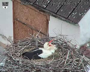 Capi_Dubne_20260419_195002.jpg (1350&nbsp;x&nbsp;1080)