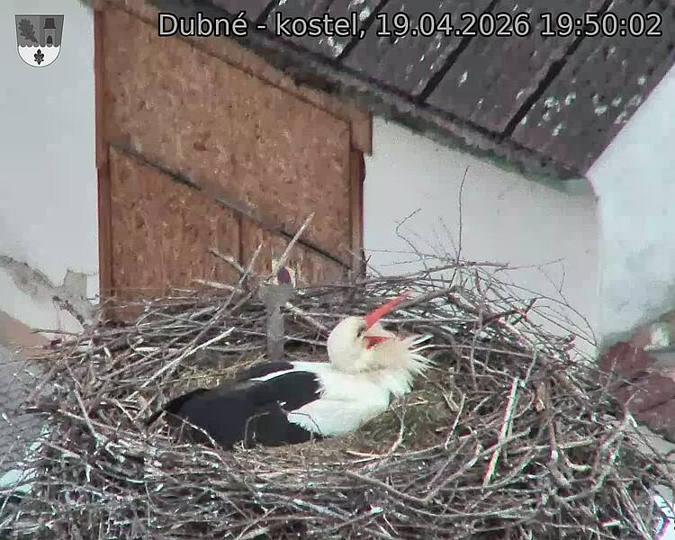 Capi_Dubne_20260419_195002.jpg (1350&nbsp;x&nbsp;1080)