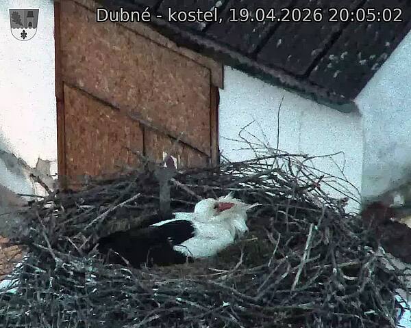 Capi_Dubne_20260419_200502.jpg (1350&nbsp;x&nbsp;1080)