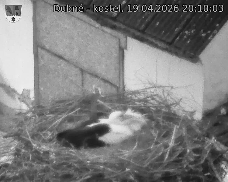 Capi_Dubne_20260419_201003.jpg (1350&nbsp;x&nbsp;1080)