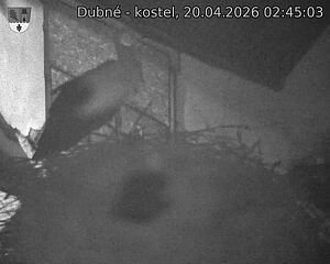 Capi_Dubne_20260420_024503.jpg (1350&nbsp;x&nbsp;1080)