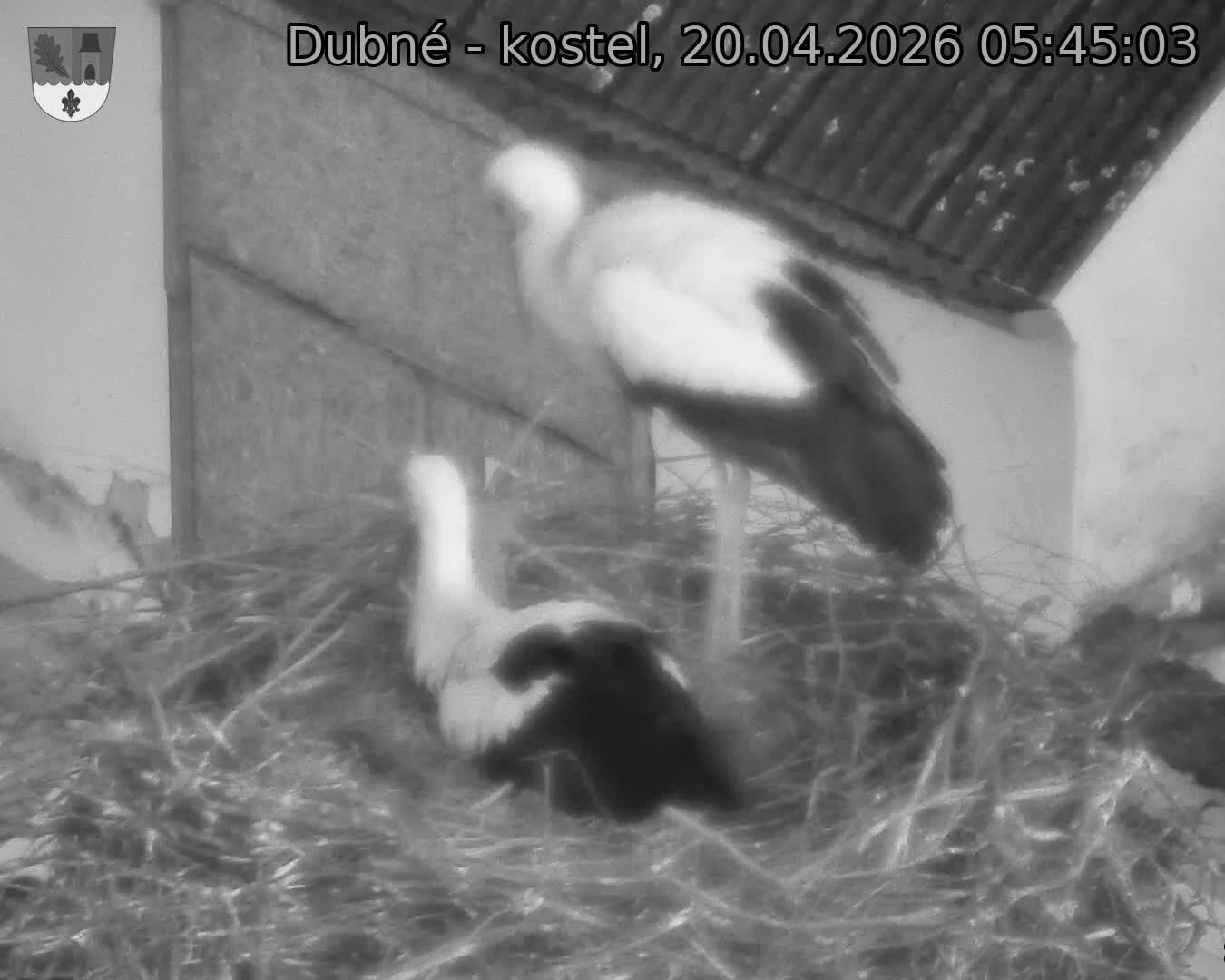 Capi_Dubne_20260420_054503.jpg (1350&nbsp;x&nbsp;1080)