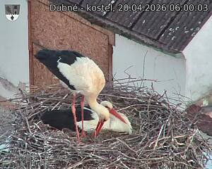 Capi_Dubne_20260420_060003.jpg (1350&nbsp;x&nbsp;1080)