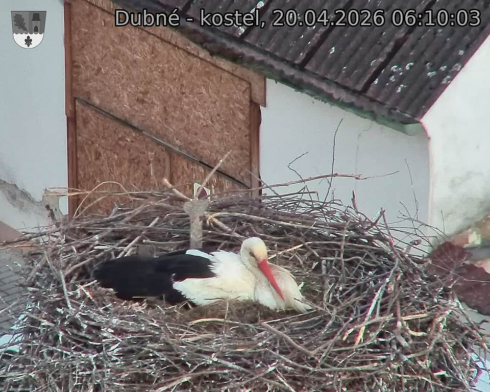 Capi_Dubne_20260420_061003.jpg (1350&nbsp;x&nbsp;1080)