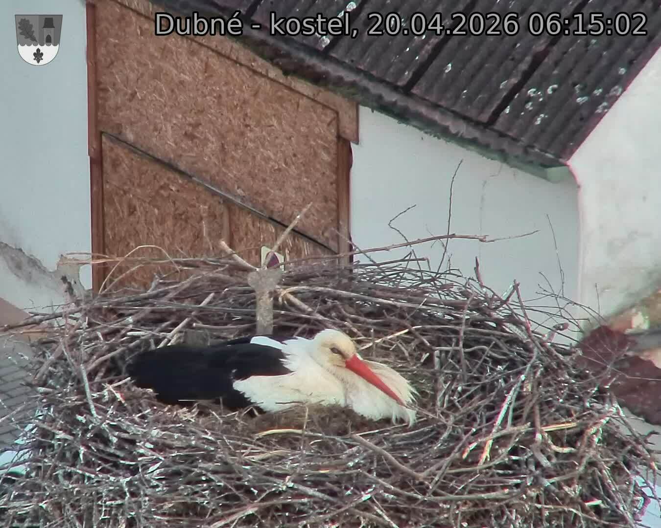 Capi_Dubne_20260420_061502.jpg (1350&nbsp;x&nbsp;1080)