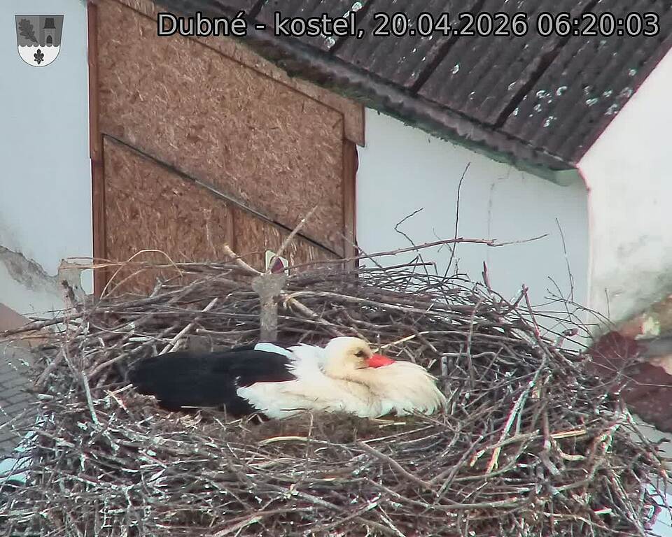 Capi_Dubne_20260420_062003.jpg (1350&nbsp;x&nbsp;1080)