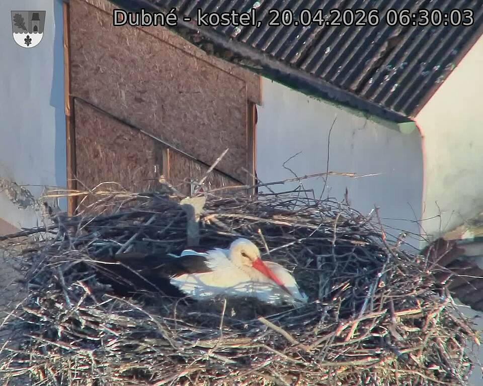Capi_Dubne_20260420_063003.jpg (1350&nbsp;x&nbsp;1080)