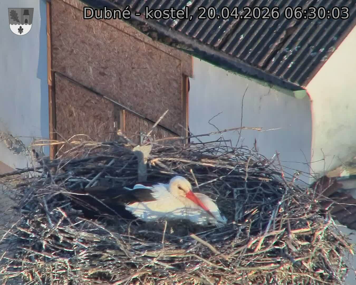 Capi_Dubne_20260420_063003.jpg (1350&nbsp;x&nbsp;1080)