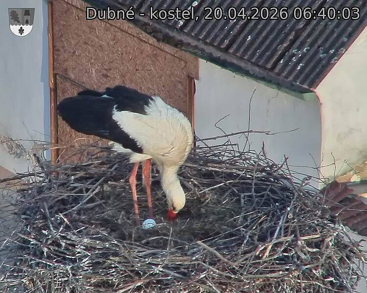 Capi_Dubne_20260420_064003.jpg (1350&nbsp;x&nbsp;1080)